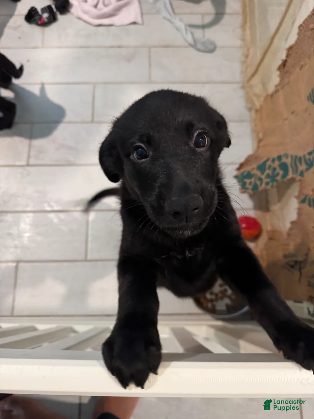 Mixed Breed dogs for sale: Mixed Breed Puppy 4 - Ad 1
