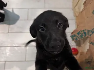 Mixed Breed dogs Mixed Breed Puppy 4 - Ad 10