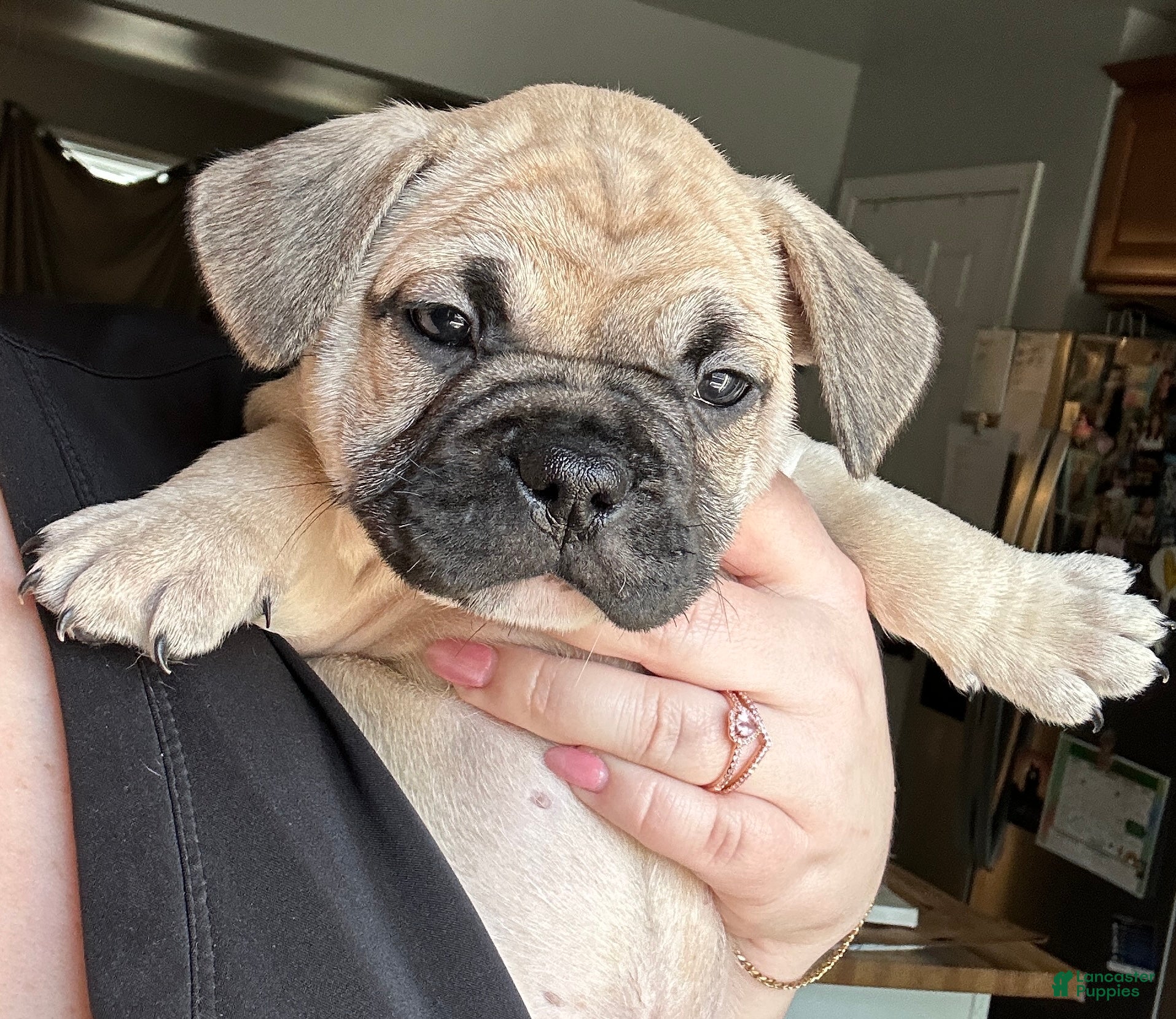 French Bulldog dogs Bruno - Light green collar  - Ad 1