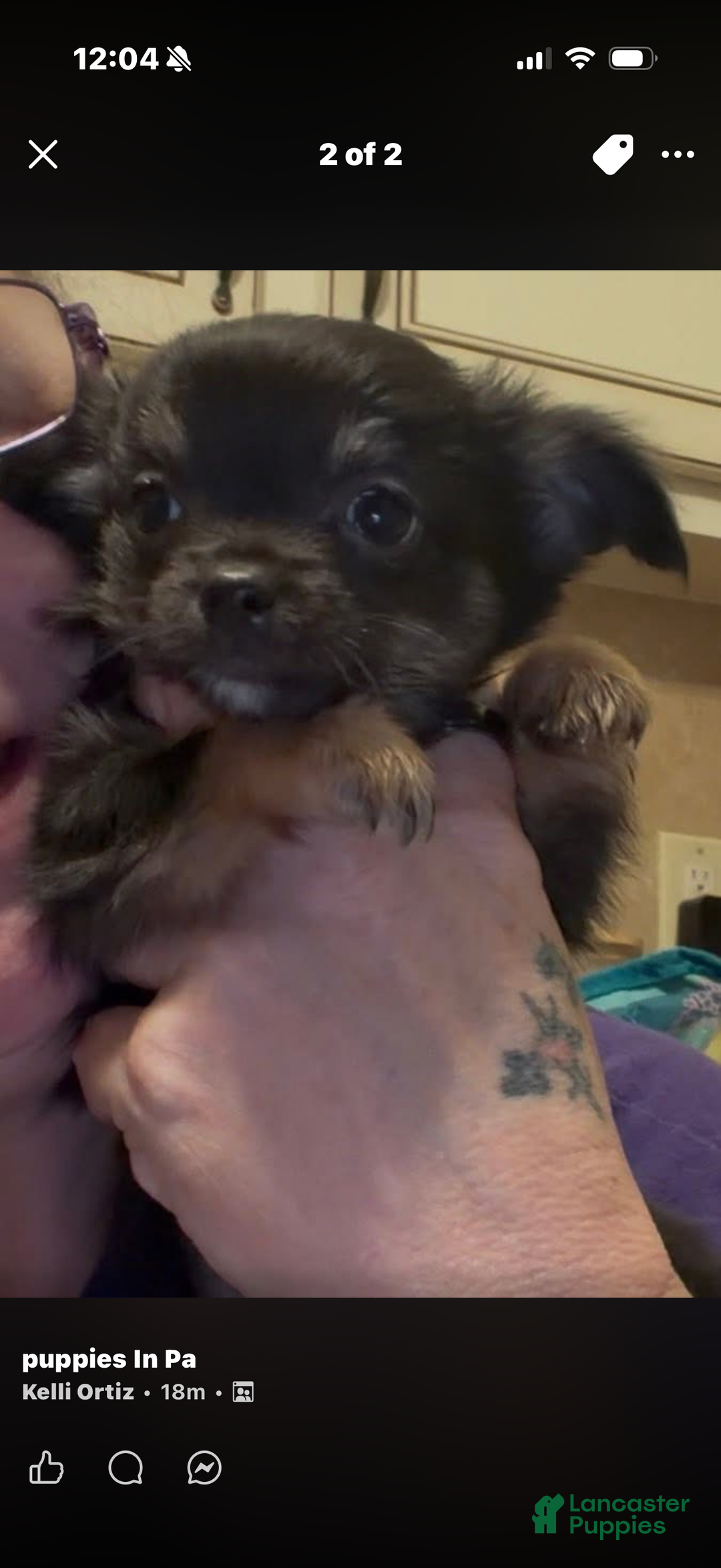 Chihuahua dogs for sale: Chihuahua Puppy 1 - Ad 1