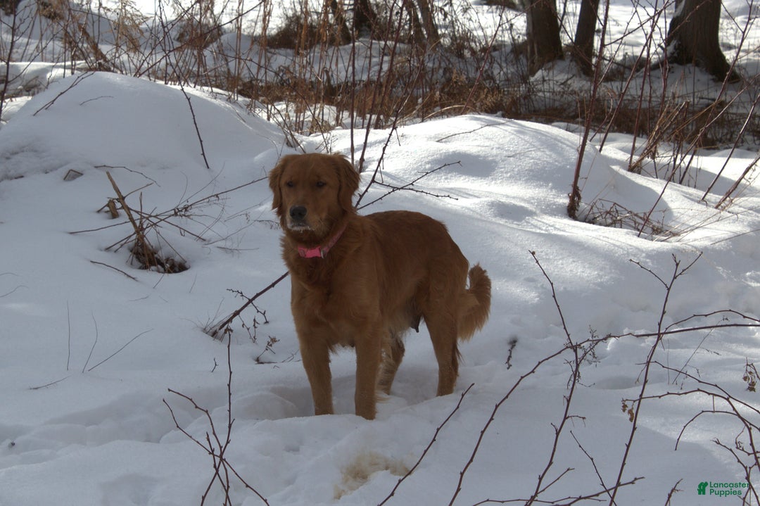 Golden Retriever dogs for sale: Brandy - Ad 5