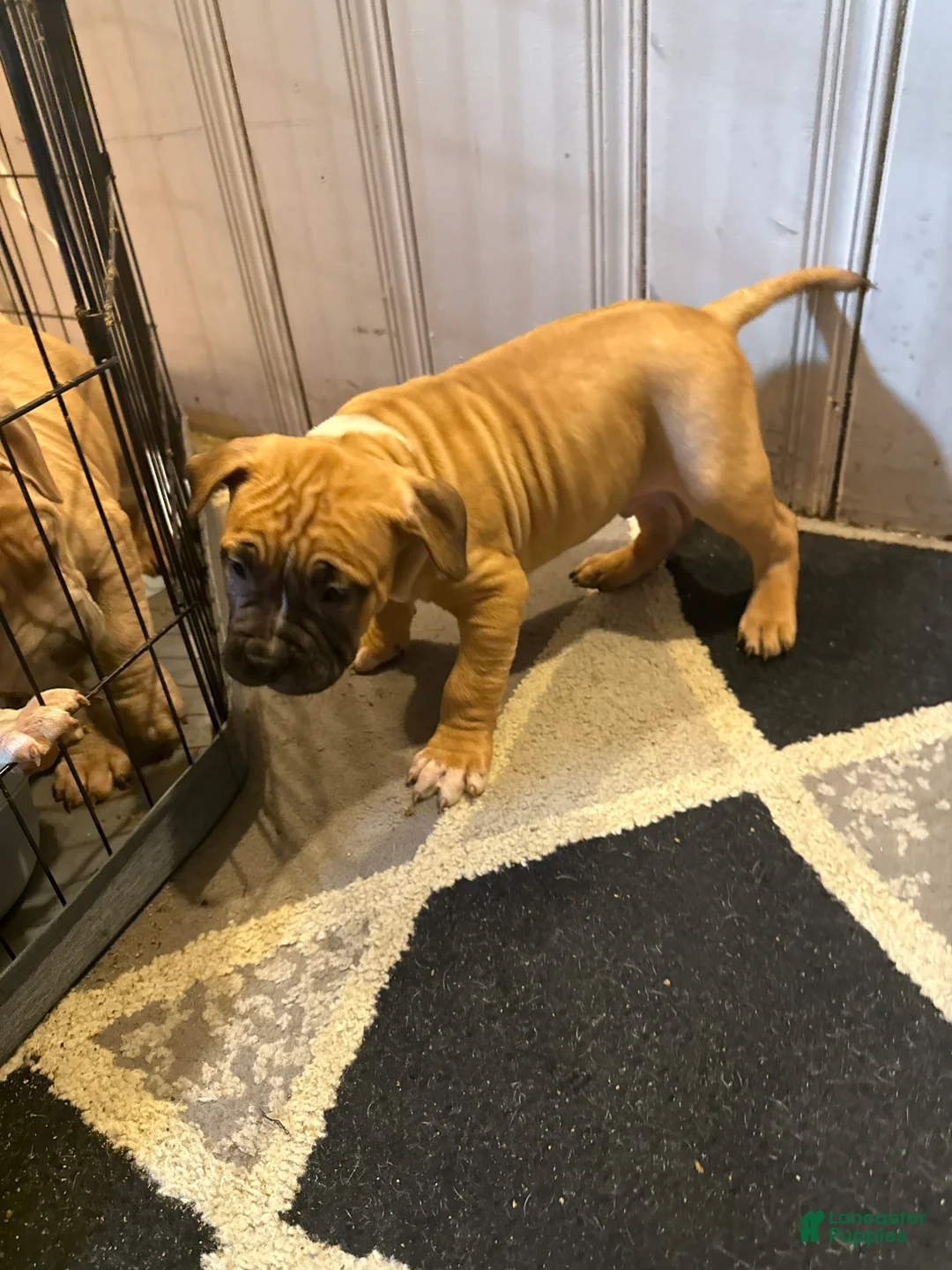 Mixed Breed dogs for sale: Mixed Breed Puppy 1 - Ad 3