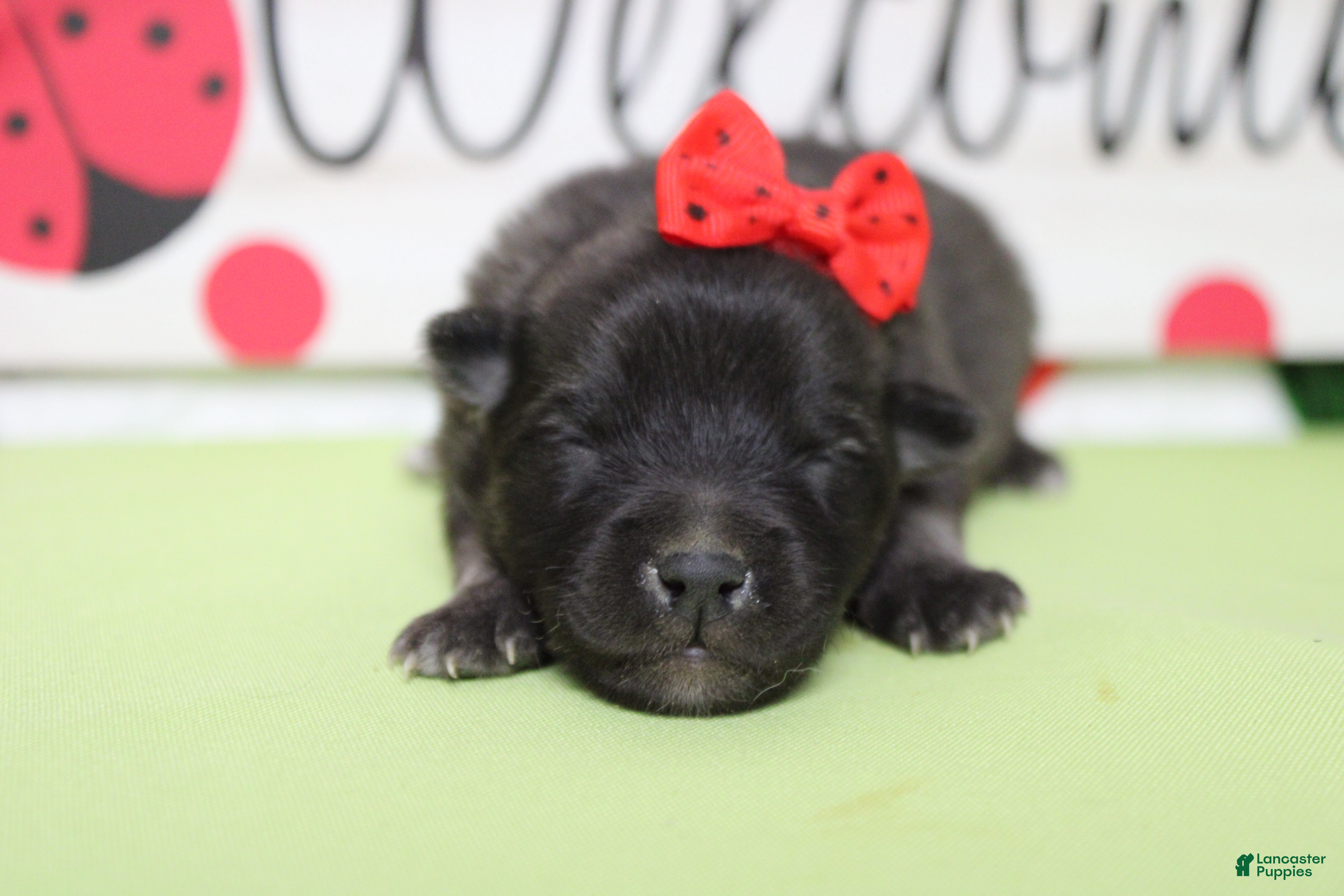 Keeshond dogs Anna - Ad 1