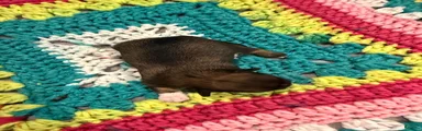 Chihuahua 2
