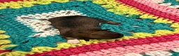 Chihuahua dogs for sale: Chihuahua 2 - Ad 1