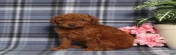 Miniature Poodle dogs for sale: Trisha - Ad 4