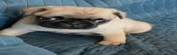 Pug dogs for sale: Pug 1 - Ad 3