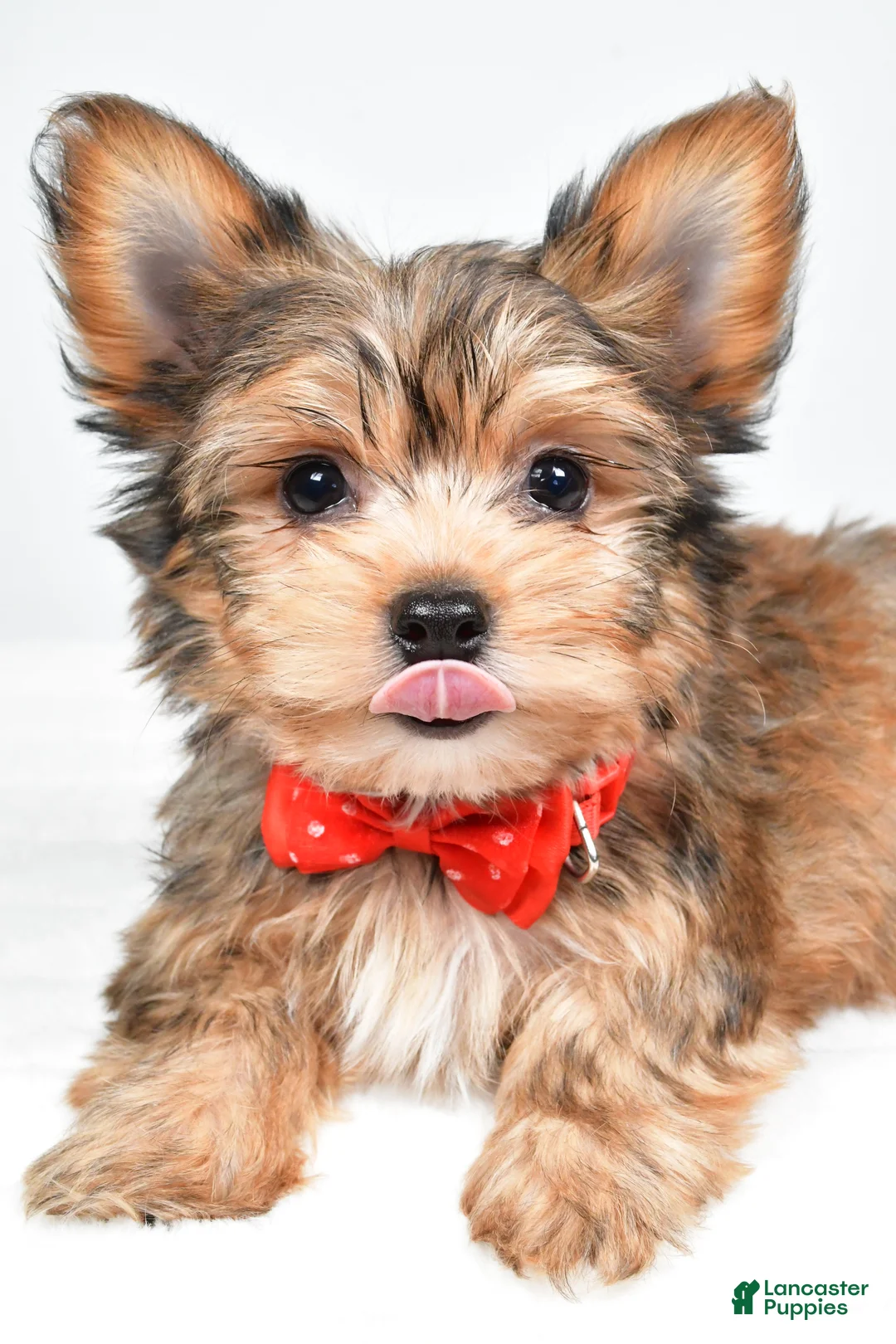 Yorkshire Terrier dogs for sale: Noah - Ad 5