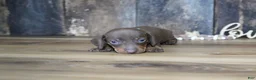 Miniature Dachshund dogs for sale: Brady - Ad 6
