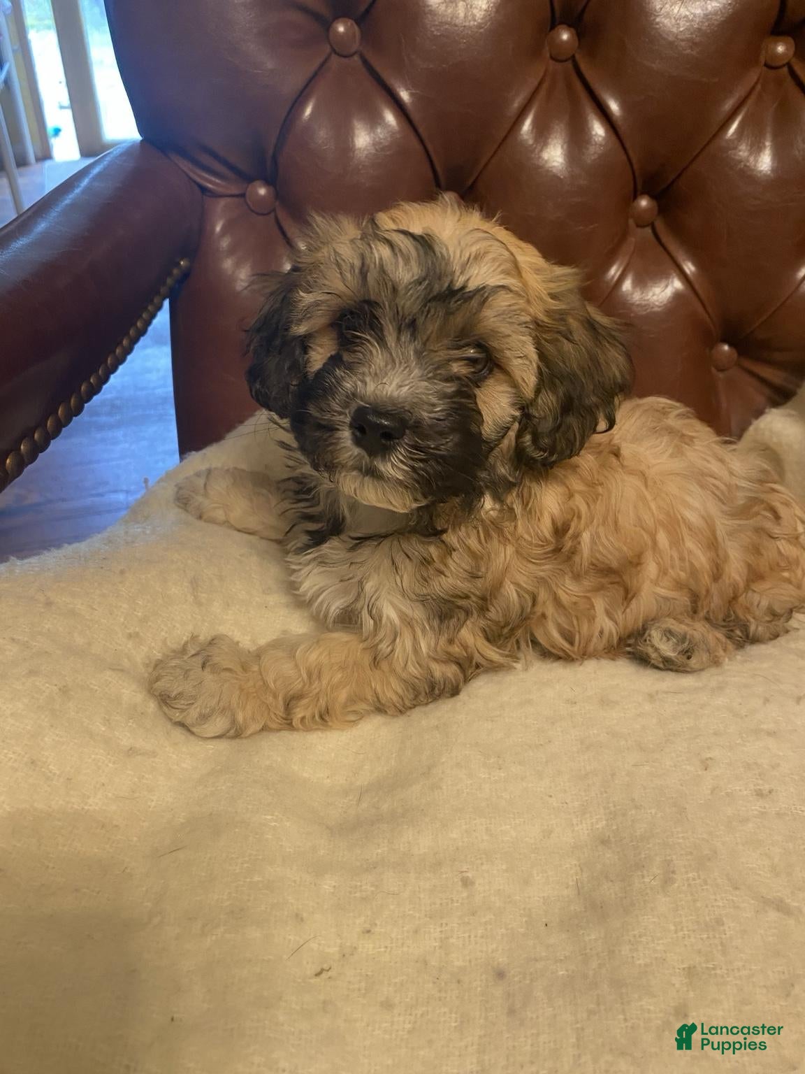 Mixed Breed dogs Charlie - Ad 1