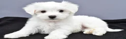 Maltese dogs for sale: Charlie - Ad 9
