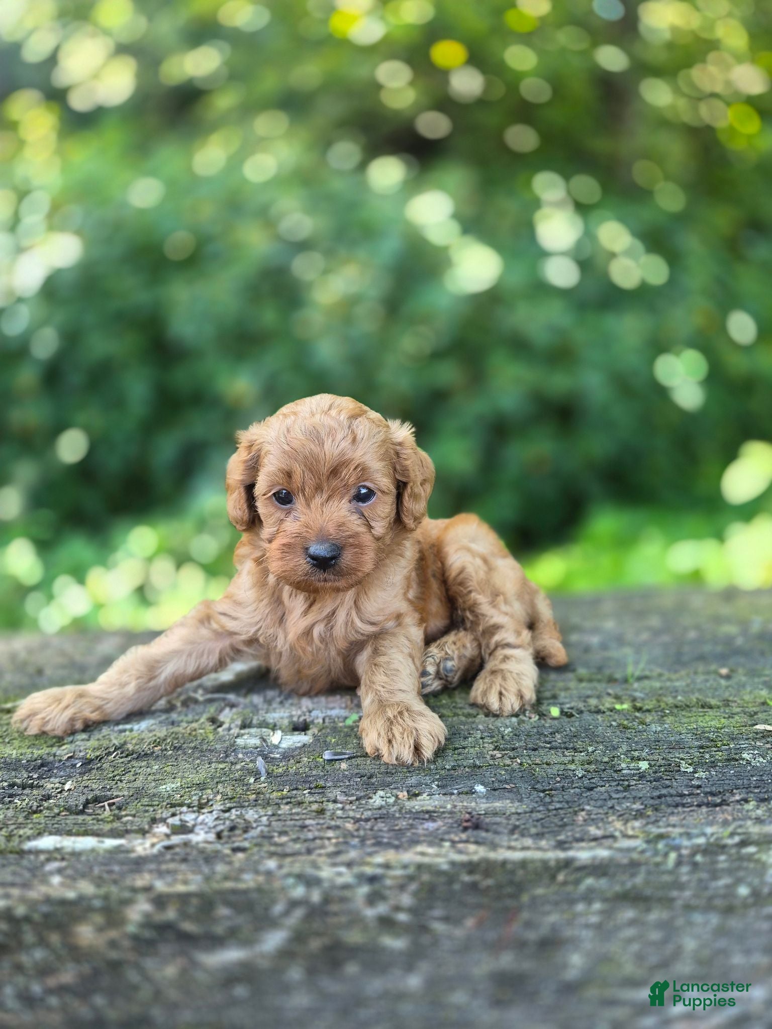 Cavapoo dogs Chase  - Ad 2