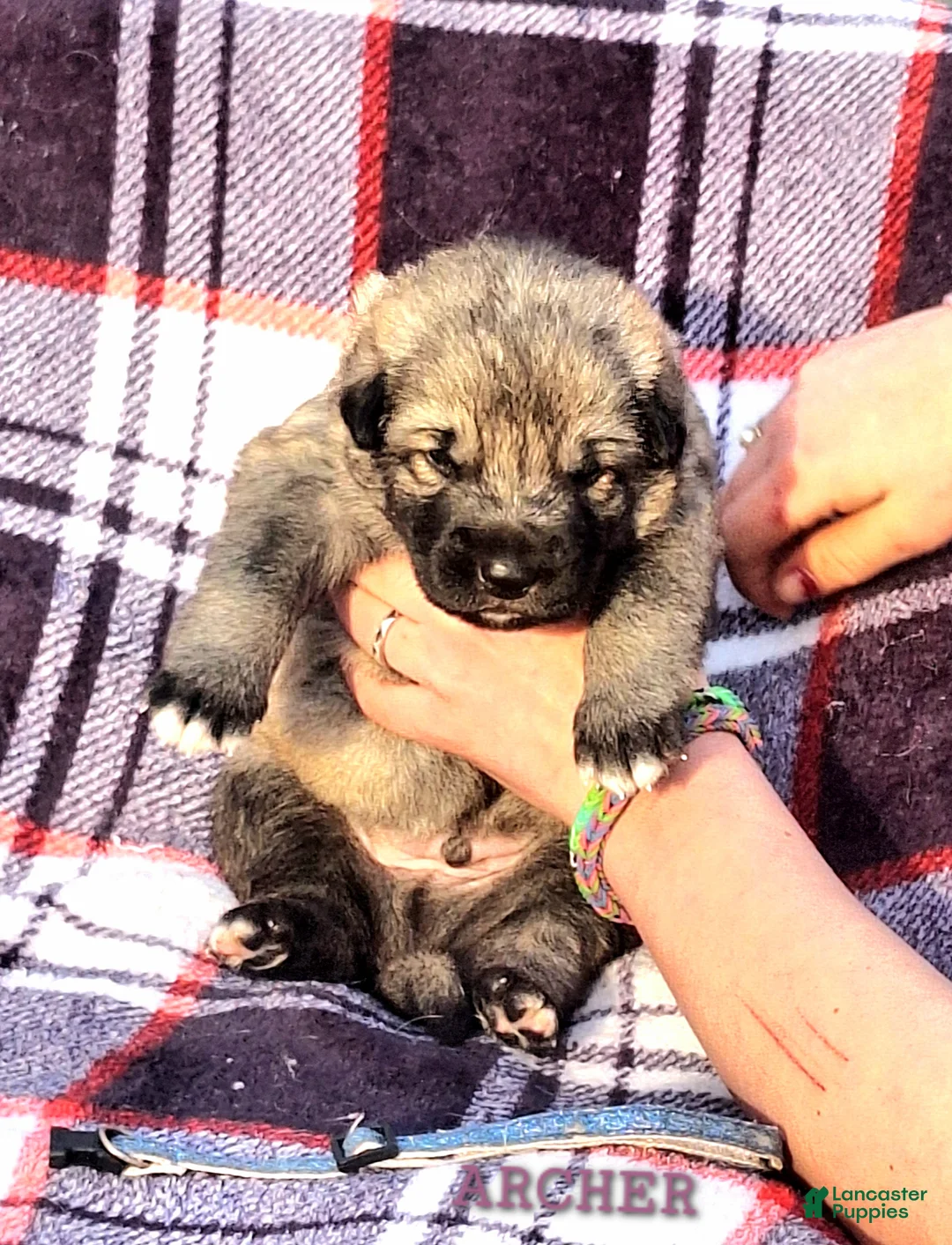 German Shepherd dogs for sale: AMMO Silver sable male pup! - Ad 2