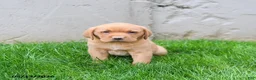Labrador Retriever dogs for sale: Elsen - Ad 4