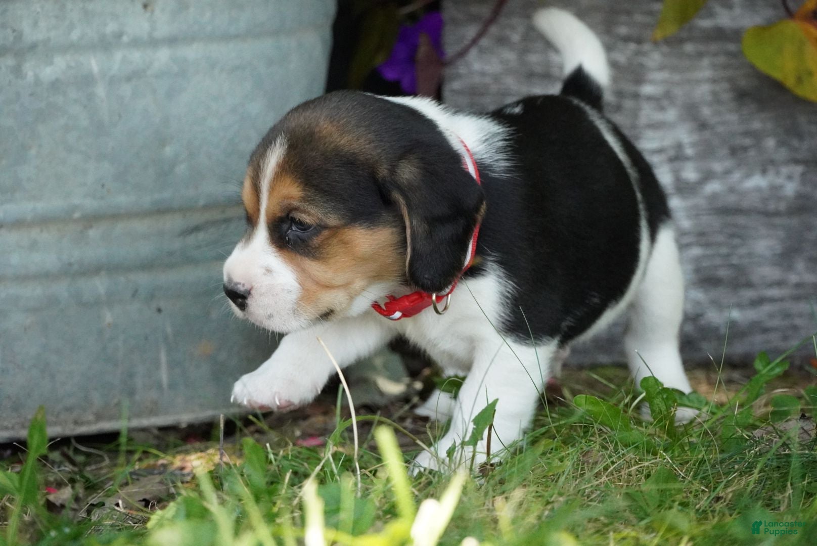 Beagle dogs Ranger - Ad 2