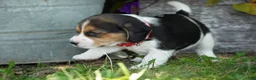 Beagle dogs for sale: Ranger - Ad 2