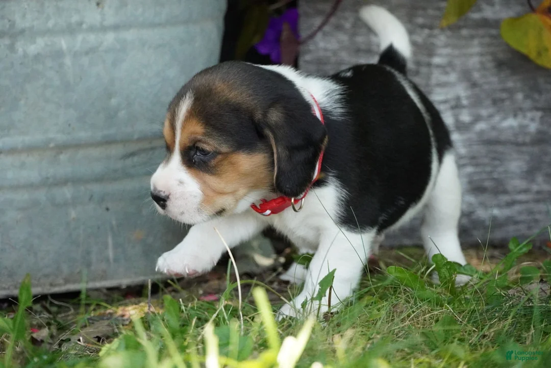 Beagle dogs for sale: Ranger - Ad 2