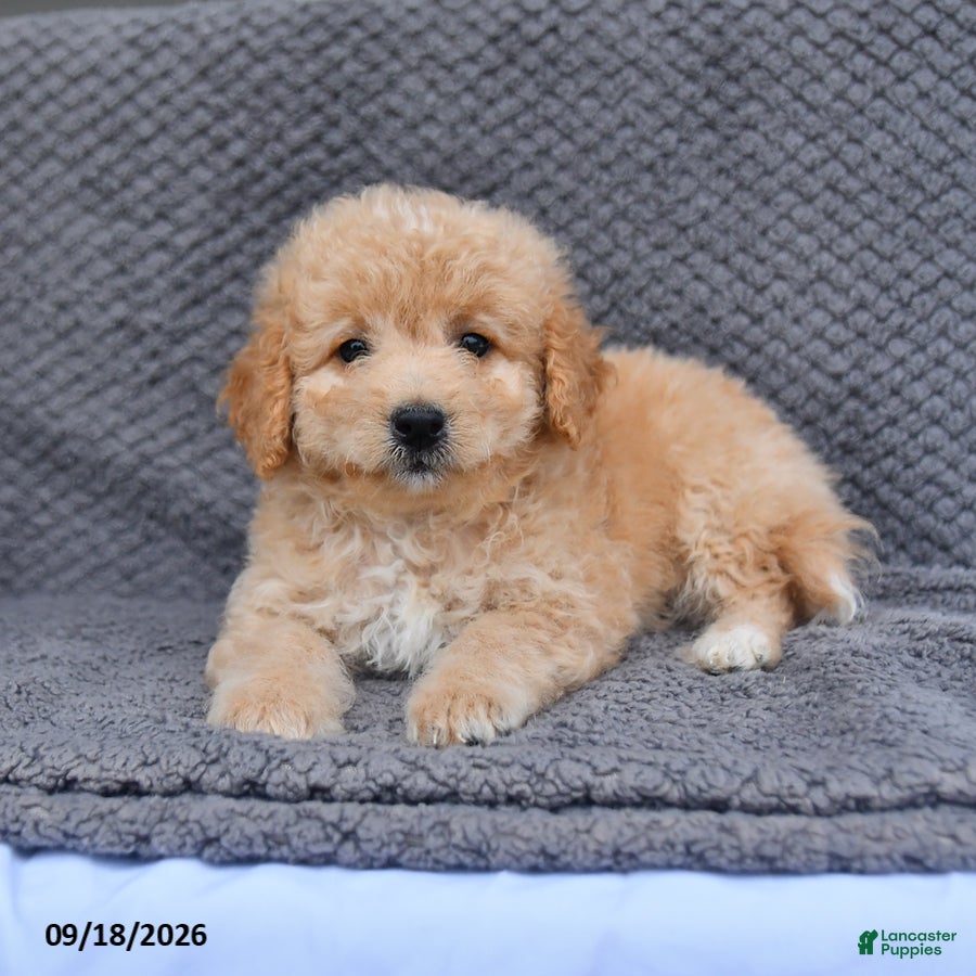 Mini Aussiedoodle dogs Reno - Ad 2