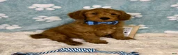 Mini Goldendoodle dogs for sale: Zane - Ad 3