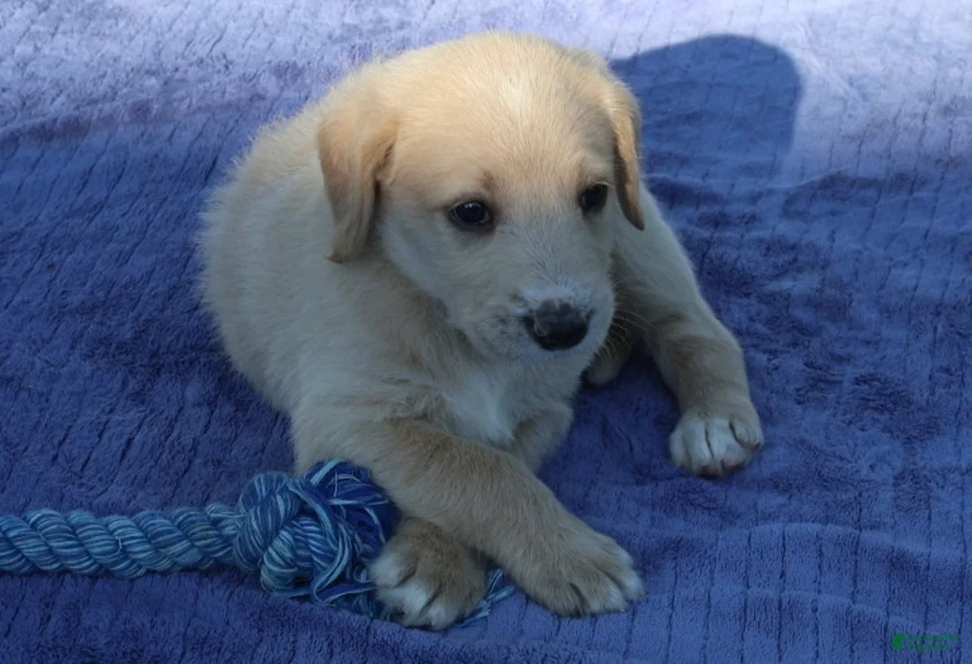 Labradoodle dogs for sale: Moon - Ad 1