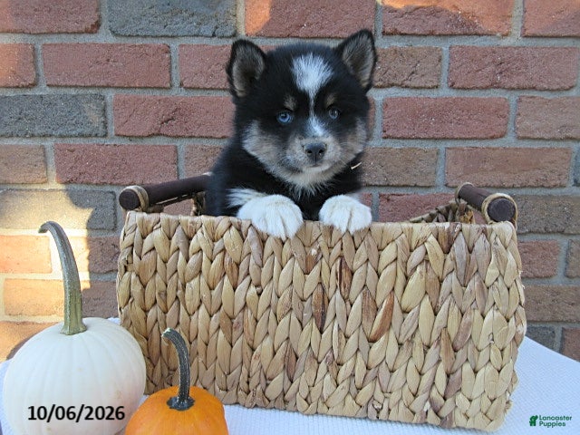 Oreo (Pomsky, Male) in Holmesville, OH