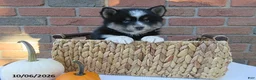 Pomsky dogs for sale: Oreo - Ad 1