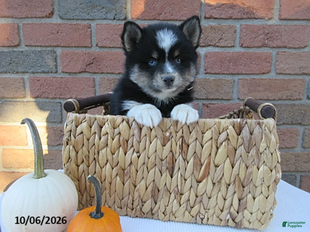 Pomsky dogs for sale: Oreo - Ad 1