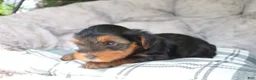 Yorkshire Terrier dogs for sale: Mia  - Ad 5