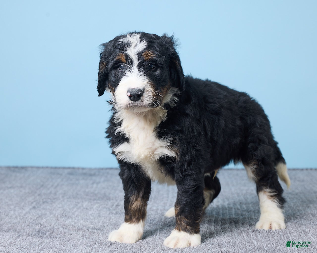 Bernedoodle dogs Harley - Ad 2