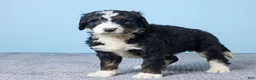 Bernedoodle dogs for sale: Harley - Ad 2