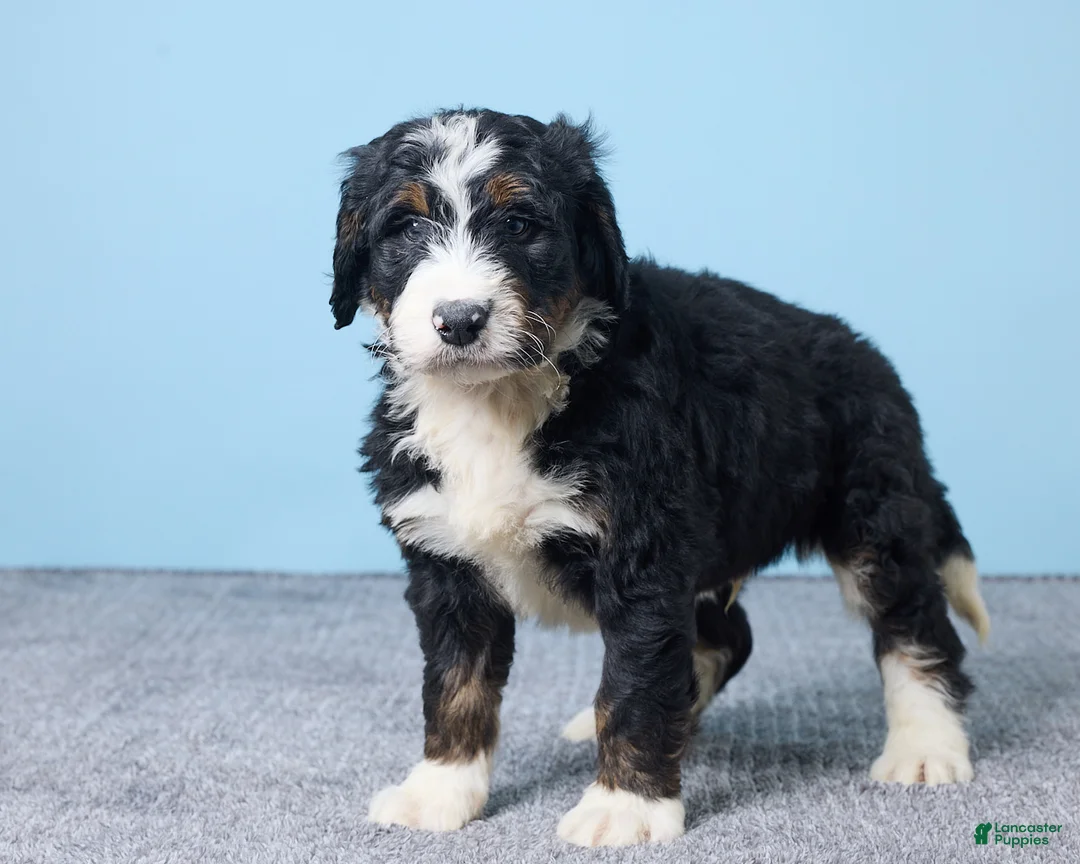 Bernedoodle dogs for sale: Harley - Ad 2