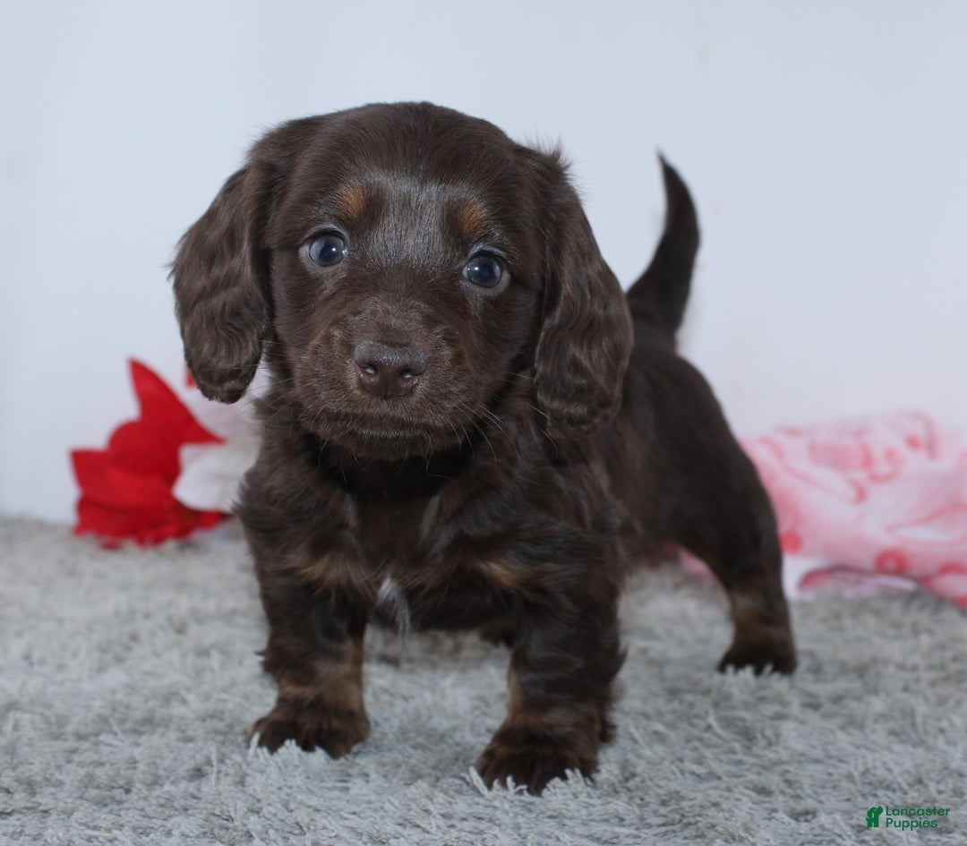 Miniature Dachshund dogs for sale: Joy - Ad 8