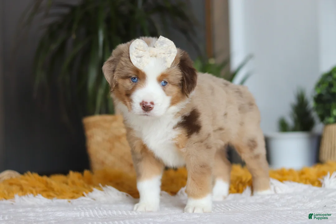 Australian Shepherd dogs for sale: Outback - Ad 1