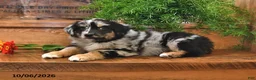 Australian Shepherd dogs for sale: Ranger - Ad 3