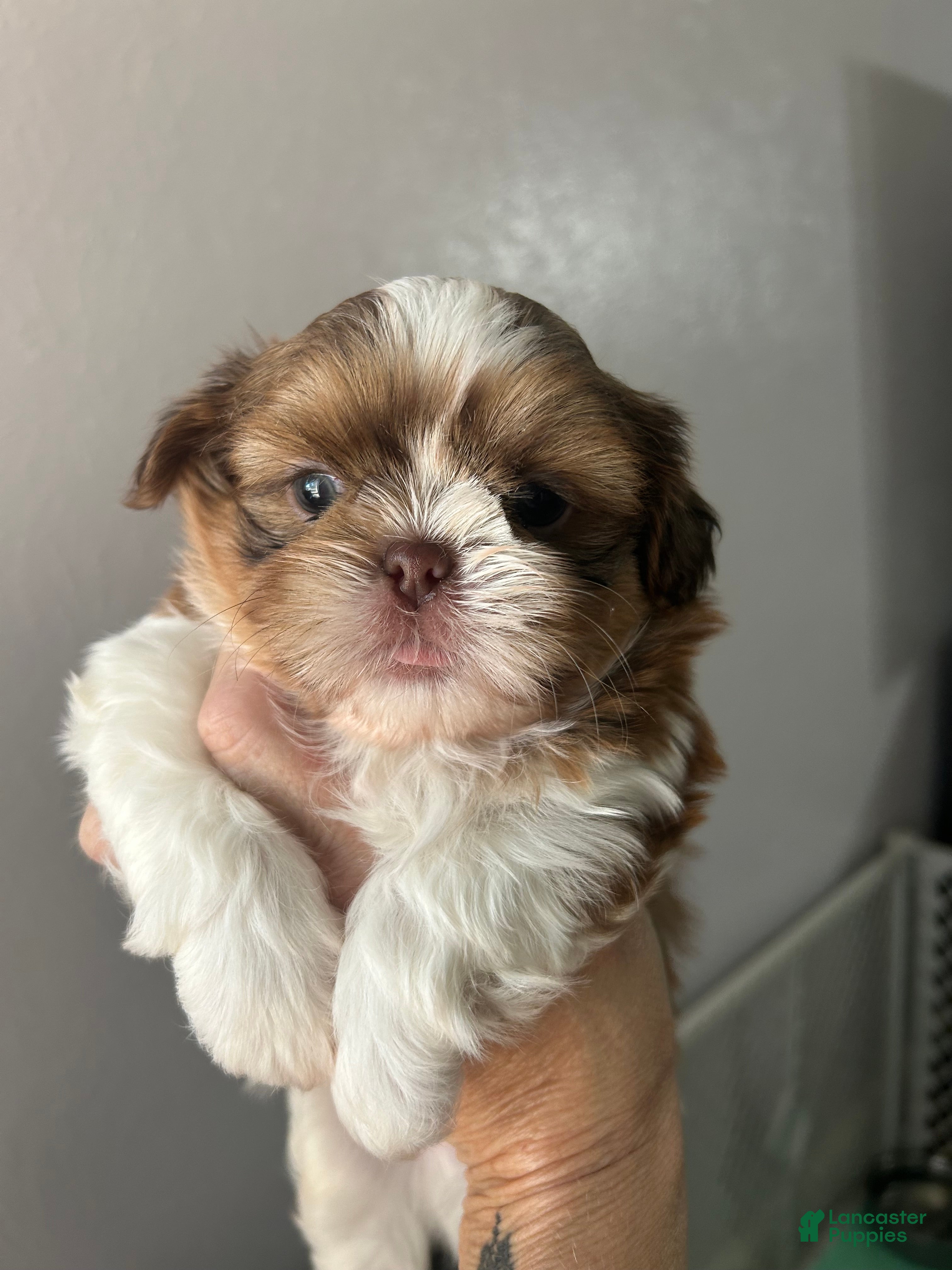 Shih Tzu dogs Shih Tzu 1 - Ad 1
