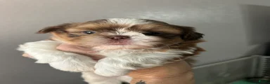 Shih Tzu 1