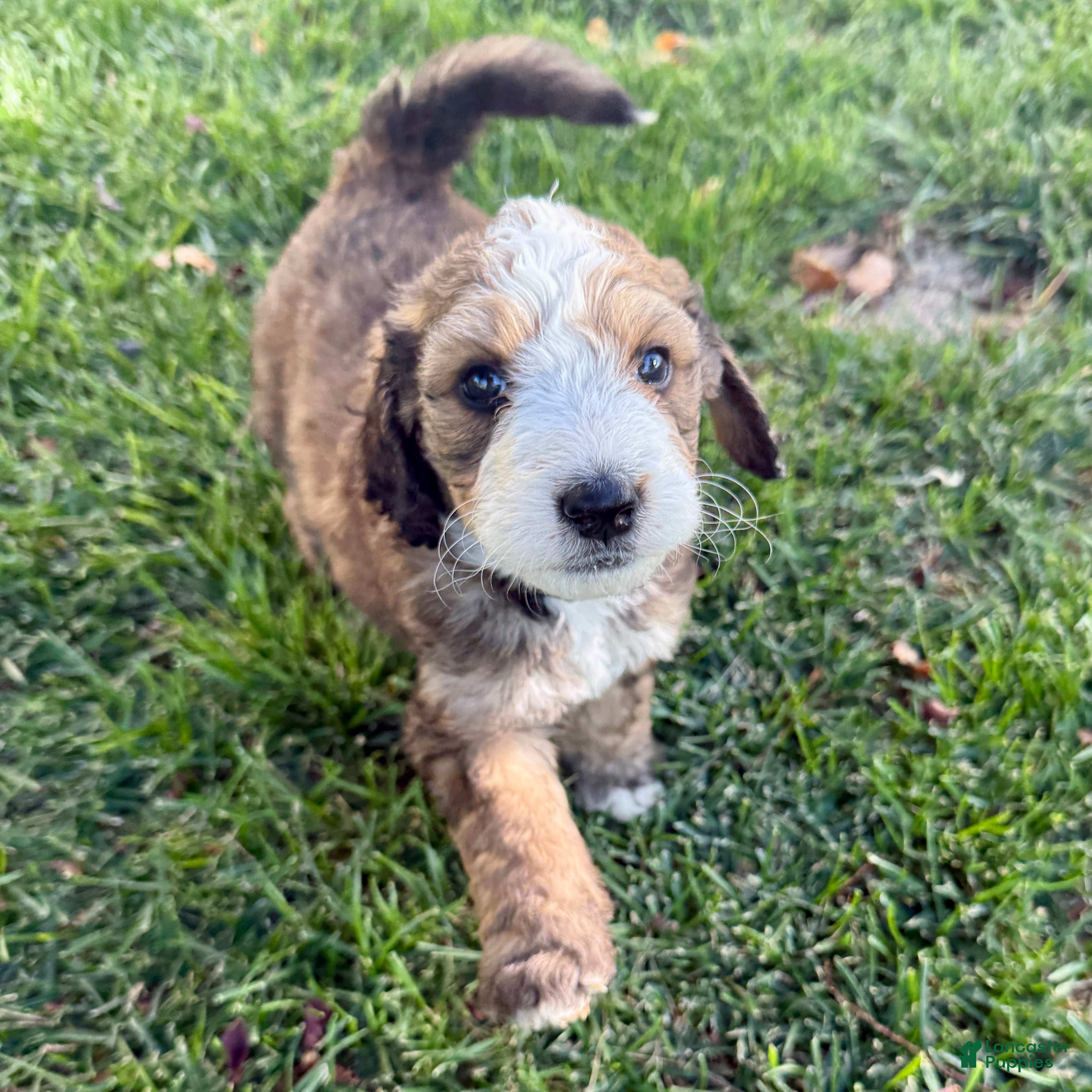 Bernedoodle dogs Poe - Ad 2