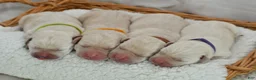 Labrador Retriever dogs for sale: White English Labs - Ad 1