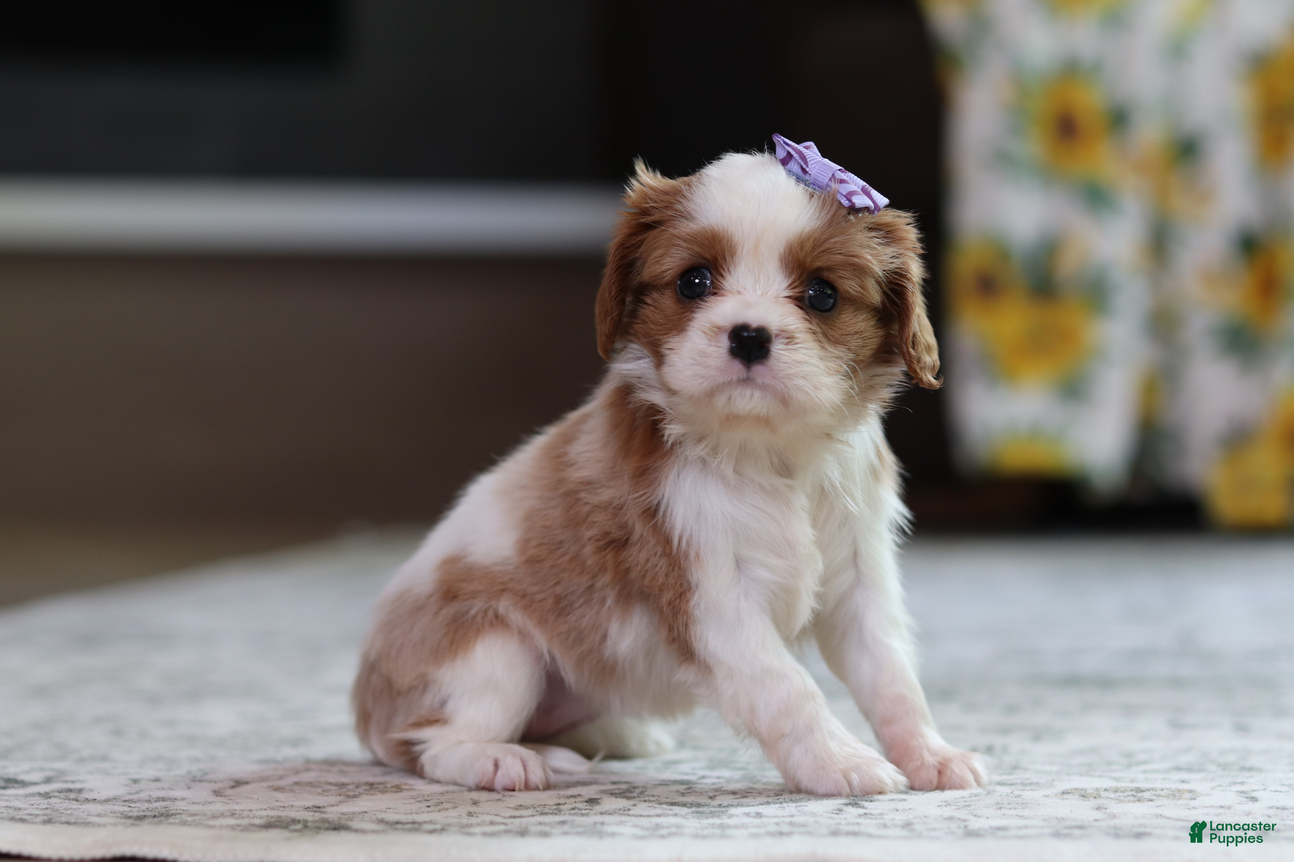 Cavalier King Charles Spaniel dogs Sammy - Ad 1