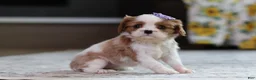 Cavalier King Charles Spaniel dogs for sale: Sammy - Ad 1