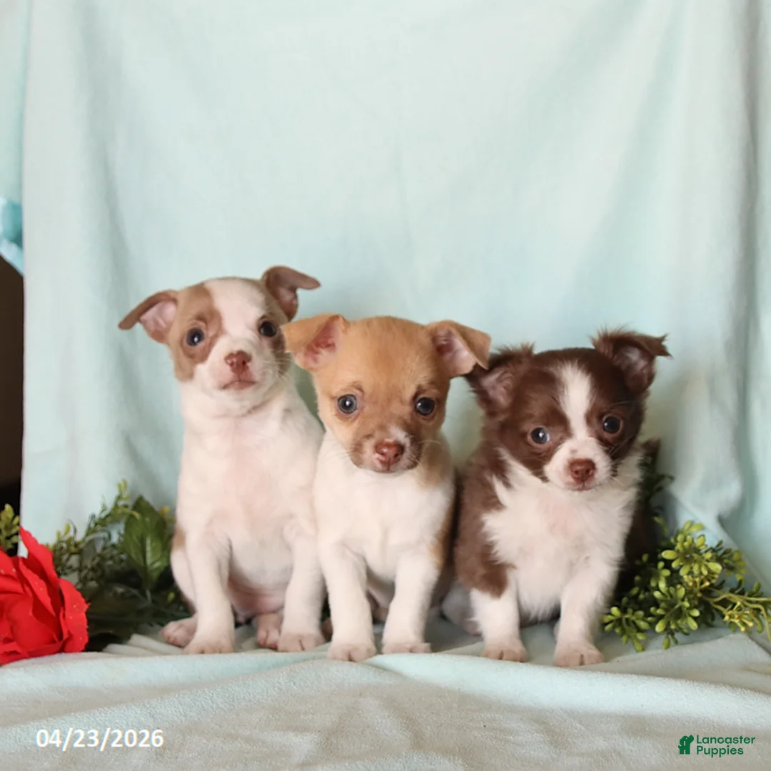 Chihuahua dogs for sale: Harvey - Ad 2