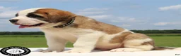 Saint Bernard dogs for sale: Minnie - AKC Champion Bloodlines - Ad 10