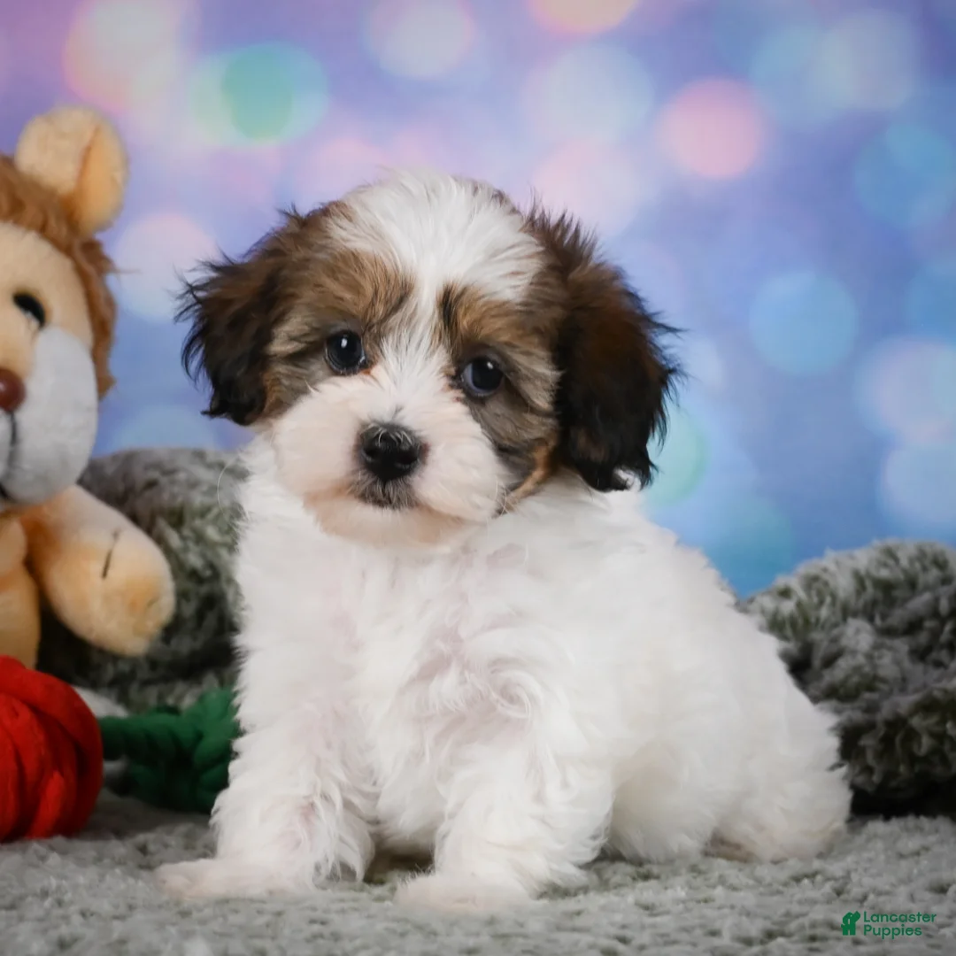 Maltipoo dogs for sale: Dexter - Ad 15