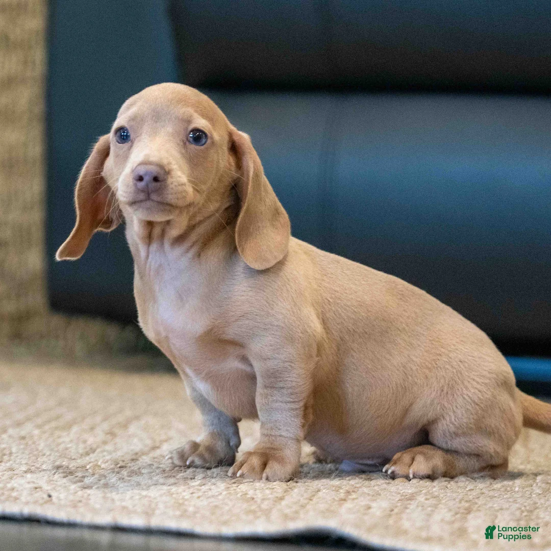 Miniature Dachshund dogs for sale: Izzy - Ad 1