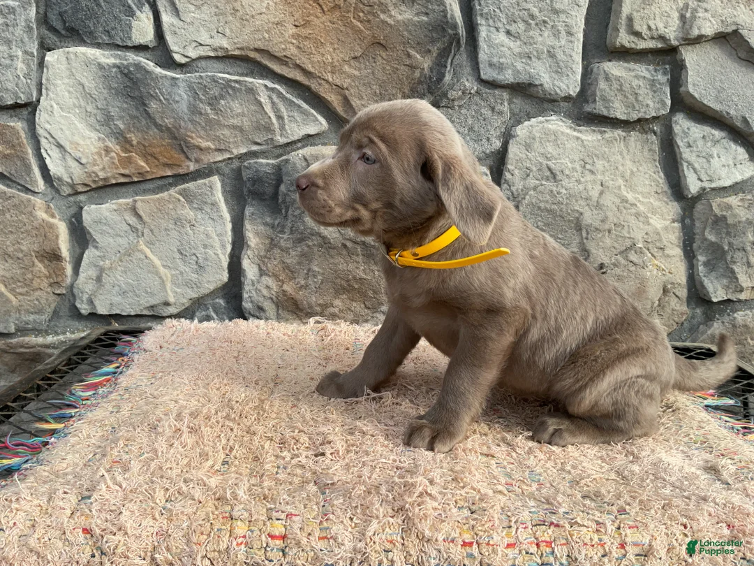 Labrador Retriever dogs for sale: Skye - Ad 2