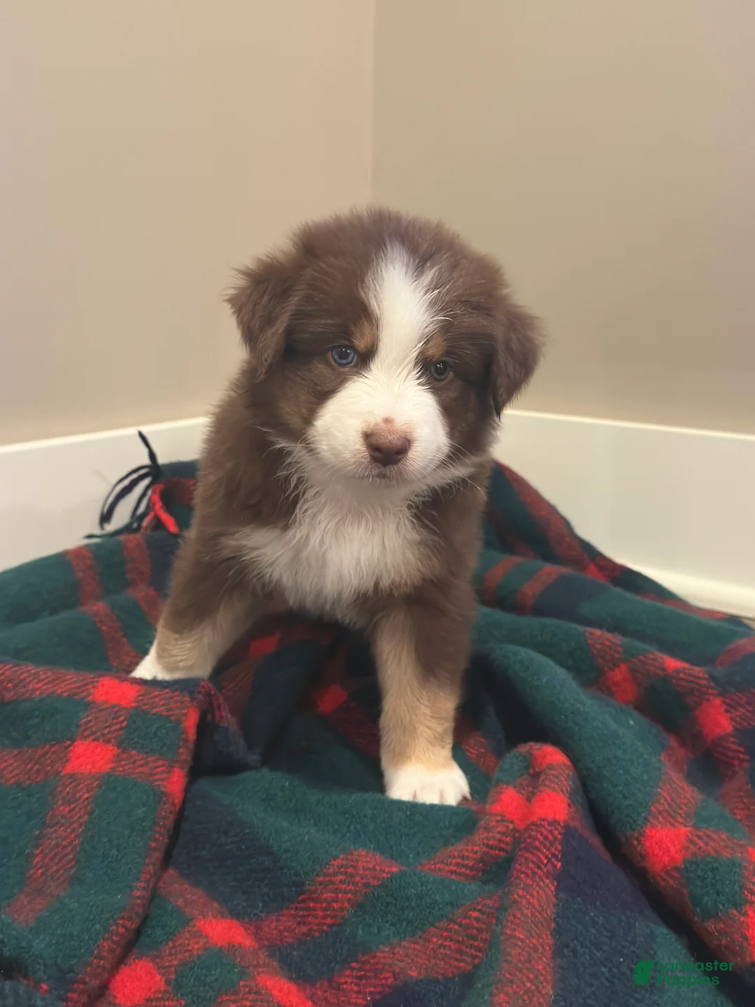 Miniature Australian Shepherd dogs for sale: Sunny - Ad 2