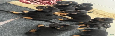 Mixed Breed 9
