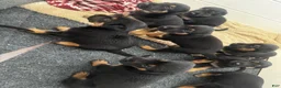 Mixed Breed dogs for sale: Mixed Breed 9 - Ad 1