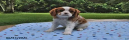Cavalier King Charles Spaniel dogs for sale: Heather - Ad 4