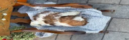 Shih Tzu dogs for sale: Sailor - Ad 5